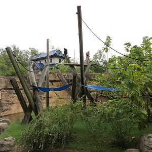 Primate Canyon - White-cheeked Gibbon Exhibit 2