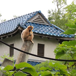 Primate Canyon - White-cheeked Gibbon Exhibit 2