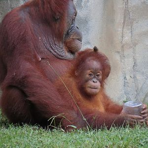Primate Canyon - Siamang and Sumatran Orangutan Exhibit