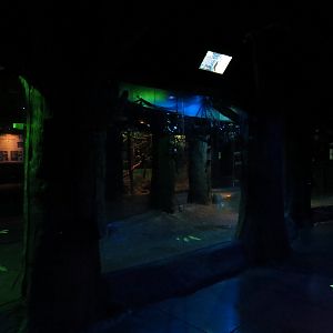 Animals of the Night - Egyptian Rousette Bat, Greater Fishing Bat, and Seba's Short-tailed Bat Exhibit