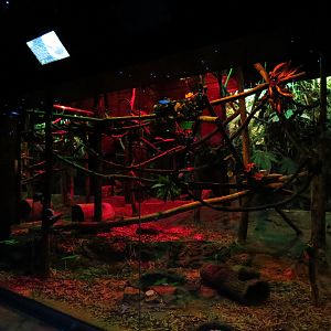 Animals of the Night - Golden Rumped Agouti, Kinkajou, Six-banded Armadillo, and Two-toed Sloth Exhibit