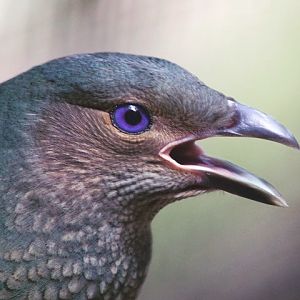 Satin Bowerbird