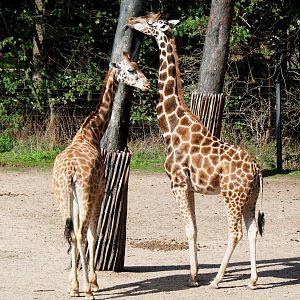 Rotschild's or Baringo giraffes (Giraffa camelopardalis camelopardalis), Sep 16th, 2018