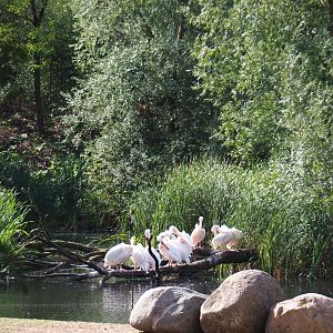 Great white pelicans (Pelecanus onocrotalus) on pond next to Safari paddock (Sep 16th, 2018)