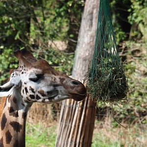 Rotschild's or Baringo giraffe (Giraffa camelopardalis camelopardalis) eating hay from a net (Sep 16th, 2018)