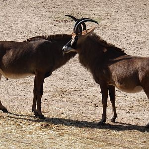 Male and female Roan antelopes (Hippotragus equinus), Sep 16th, 2018