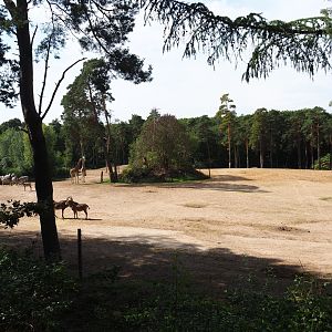 View of section of large Safari paddock (Sep 16th, 2018)