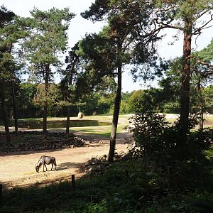 View of section of large Safari paddock (Sep 16th, 2018)