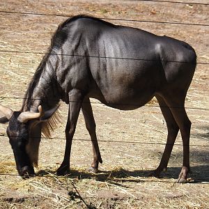Eastern white-bearded wildebeest (Connochaetes taurinus albojubatus), Sep 16th, 2018