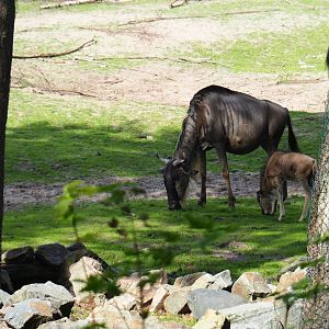 Eastern white-bearded wildebeest (Connochaetes taurinus albojubatus) with calf (Sep 16th, 2018)
