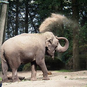Asian elephant (Elephas maximus) throwing sand (Sep 16th, 2018)
