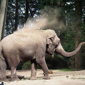 Asian elephant (Elephas maximus) throwing sand (Sep 16th, 2018)