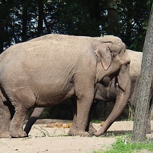 Asian elephant (Elephas maximus), Sep 16th, 2018
