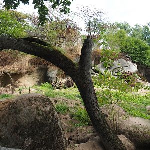 Meerkat exhibit (Sep 16th, 2018)