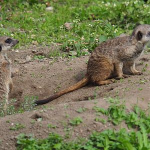 Meerkats (Suricata suricatta), Sep 16th, 2018