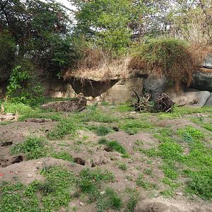 Meerkat exhibit (Sep 16th, 2018)