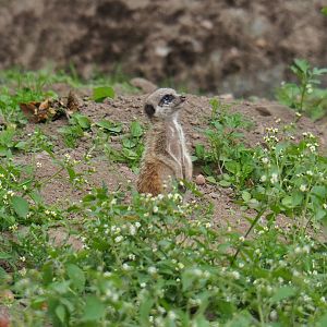 Baby meerkat (Suricata suricatta), Sep 16th, 2018