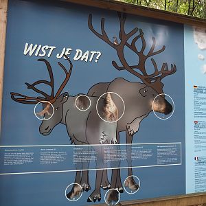 Reindeer facts sign (Sep 16th, 2018)