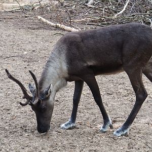 Female Eurasian forest reindeer (Rangifer tarandus fennicus), Sep 16th, 2018
