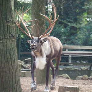 Frisky Eurasian forest reindeer (Rangifer tarandus fennicus) buck (Sep 16th, 2018)