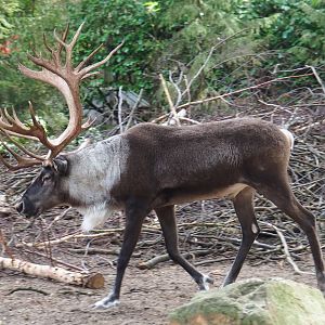 Frisky Eurasian forest reindeer (Rangifer tarandus fennicus) buck (Sep 16th, 2018)