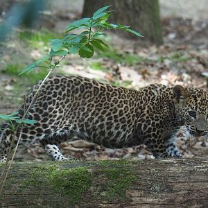 Sri Lankan leopard (Panthera pardus kotiya) cub (Sep 16th, 2018)