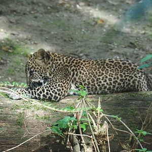 Sri Lankan leopard (Panthera pardus kotiya) cub (Sep 16th, 2018)
