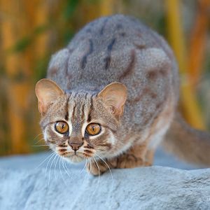 Rusty-spotted cat : Hamerton : 28 Oct 2018