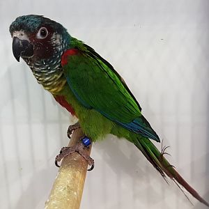 Emma white-eared parakeet