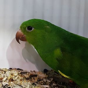Plain parakeet