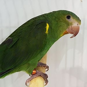 Gustave's parakeet
