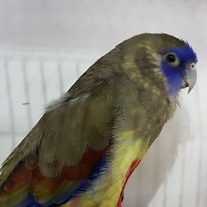 Red-vented blue-bonnet