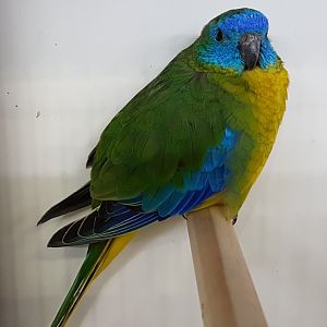 Turquoise parrot