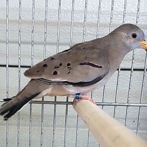 Croaking ground-dove