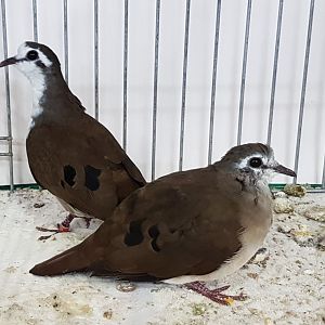 Tambourine doves