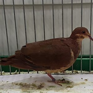 Ruddy quail-dove