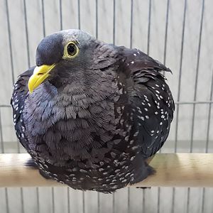 Olive pigeon