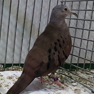 Ruddy ground-dove
