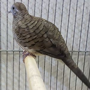 Zebra dove