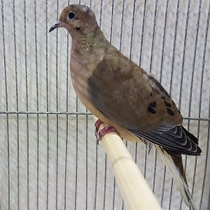 Mourning dove