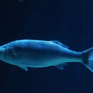 North Sea fish species - Rotterdam Zoo Oceanium