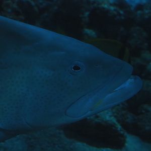 Grouper species - Rotterdam Zoo