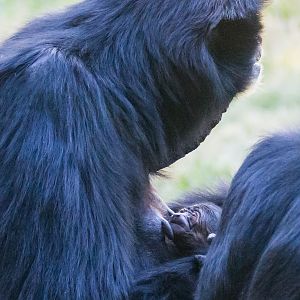 2 day old siamang and mom Eloise.