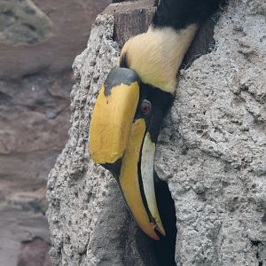 Great hornbill male feeding female on nest