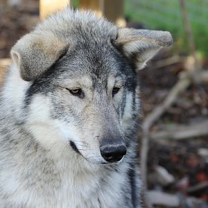Wolfdog