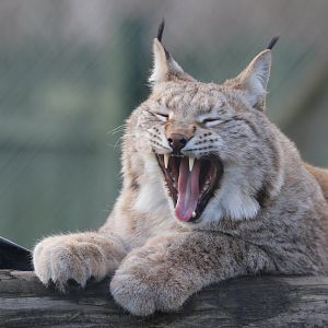 Northern Lynx