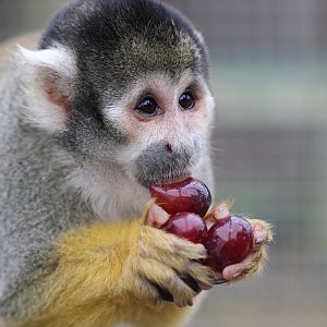 Chip The Squirrel Monkey