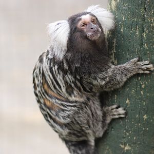 Common Marmoset