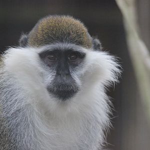 Grivet (Green Monkey)