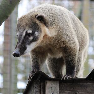 Coati